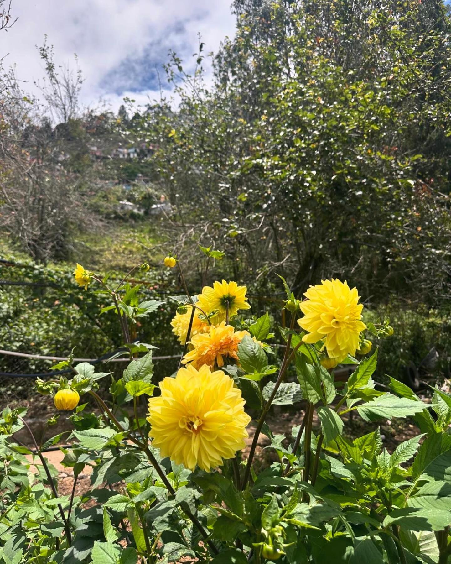 Magica Mount A Frame Wood House Villa Kodaikanal Dış mekan fotoğraf